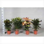 codgeme17.jpg