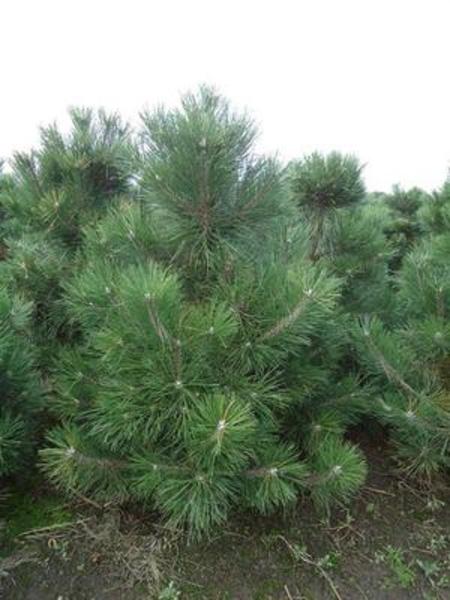 pinusnig160.jpg