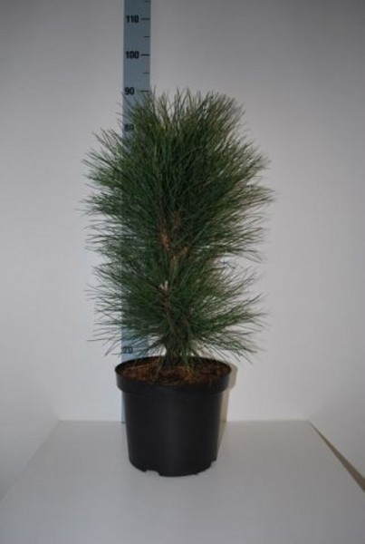 pinpyram55.jpg