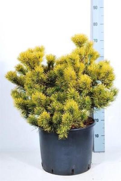 pinwinter70.jpg