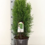 bartweb-THOSC3-.jpg