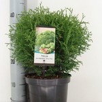 bartweb-THOTTC3.jpg