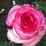 fullavx_img1399032584.jpg