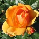 beetrose-hansestadt-rostock_rosa-hansestadt-rostock1.jpg