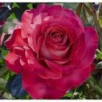 sedaja-dama-sedaya-dama-220.jpg