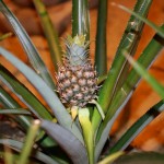 Ананас (Ananas)