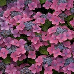 Kardinal Violet ).jpg