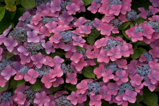 Kardinal Violet ).jpg