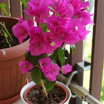Бугенвиллея (Bougainvillea)
