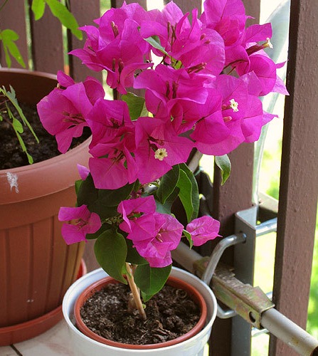 Бугенвиллея (Bougainvillea)