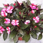 Бальзамин, недотрога, импатиенс (Impatiens)