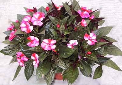 Бальзамин, недотрога, импатиенс (Impatiens)