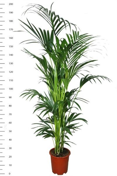 howea27220.jpg