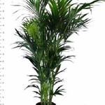 howea27200.jpg
