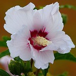 hibiskus-hamabo.jpg