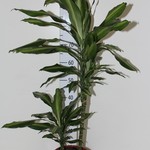 dracin4510.jpg