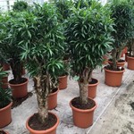 jamaica40160.jpg