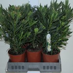 nerolean51000006.jpg