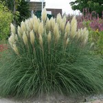 cortaderia-selloana-pumila.jpg