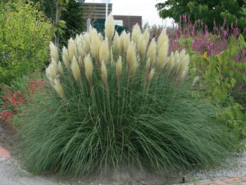 cortaderia-selloana-pumila.jpg