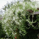 Fallopia aubertii.jpg