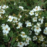 potentilla_abbotswood2.jpg