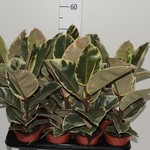 fictine131.jpg