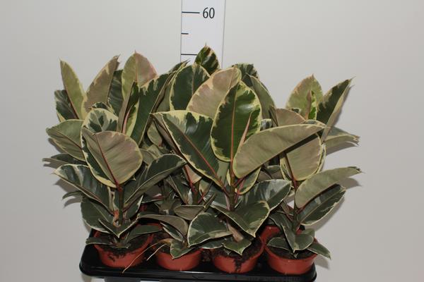 fictine131.jpg