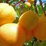 Nature___Plants_Yellow_fruit_on_the_branches_054330_16.jpg