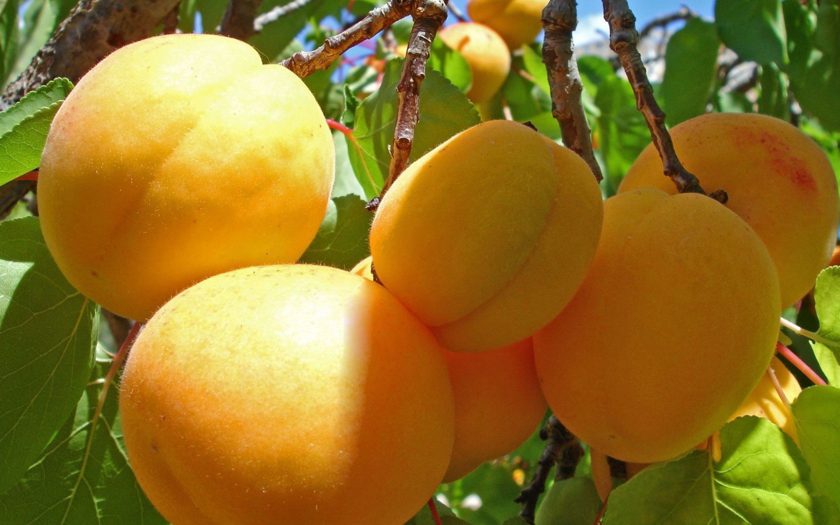 Nature___Plants_Yellow_fruit_on_the_branches_054330_16.jpg