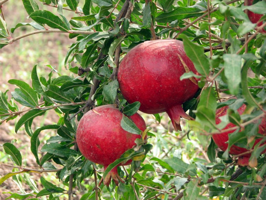 гранат9.jpg