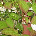 aktinidiya_aktinidiya_kolomikta_komandir_2.jpg