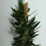 phicobra8.jpg