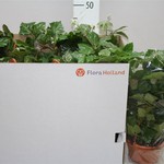 Cissus Rh Mondaiana Hang.jpg