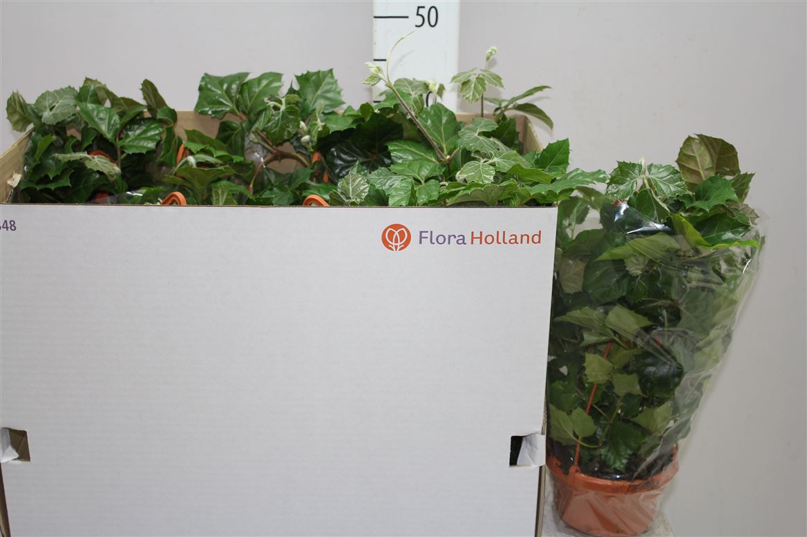 Cissus Rh Mondaiana Hang.jpg