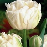 58ab273553d81ac0ff3f07b48ee8fa19.jpg