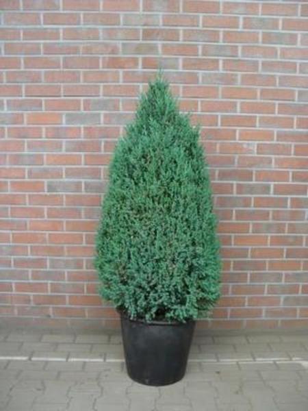stricta130.jpg