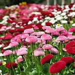 Маргаритка (Bellis Pe Mixed)