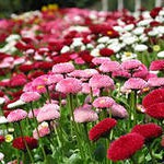 Маргаритка (Bellis Pe Mixed)