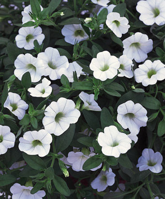 Калибрахоа (Calibrachoa White)
