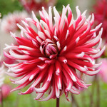 dahlia.jpg